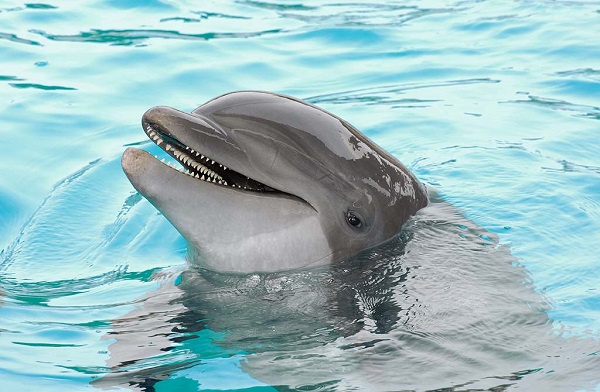 Вижте уникалния разказ за делфин, който спасява човешки живот