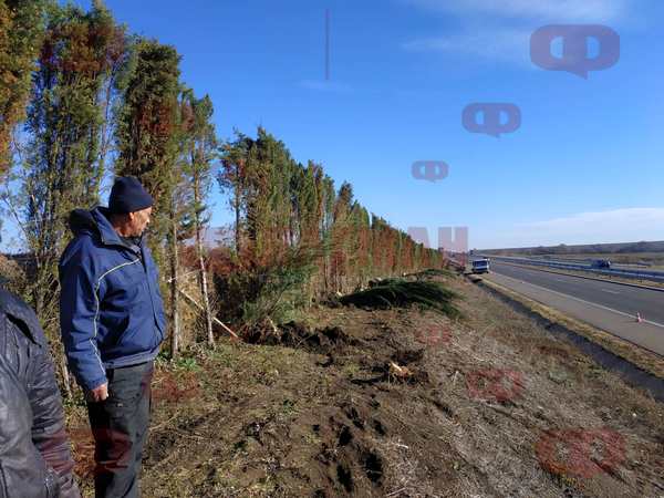#ЛятнаМагистрала - 110 нови кипариса ще спират снега между Айтос и Карнобат (СНИМКИ)