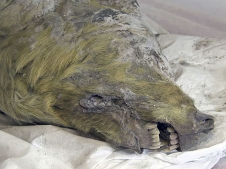 Уникална находка! Откриха запазен вълк на 40 000 години