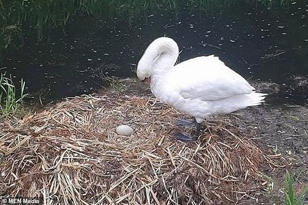 Лебед умря от мъка, след като вандали изпочупиха яйцата му