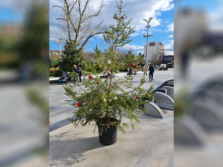 Какво ще се случи с красивите елхички по бургаската ул. „Александровска“ след празниците