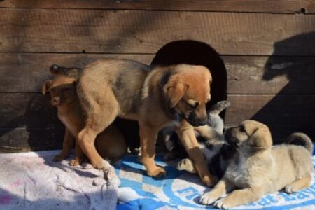 Благотворителна инициатива помага на кучетата от общинския приют в Бургас