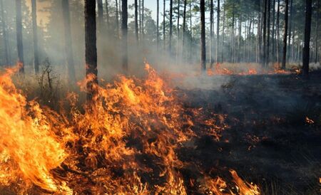 Опустошителните горски пожари в сибирския Красноярски край взеха седем жертви
