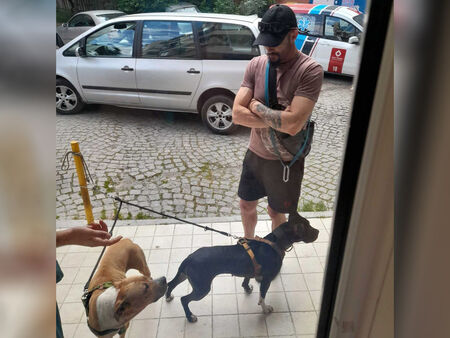 Грозно! Мъж насъска двата си питбула срещу бездомно куче в Бургас