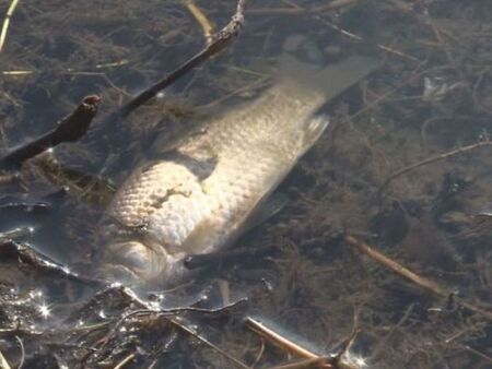 Умряла риба е открита в река Ахелой, местните притеснени от замърсяване