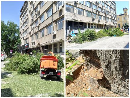 Масова сеч или премахване на опасните дървета на ул."Шейново" в Бургас?