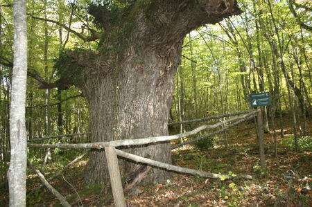 Поставят огради на многовековни защитени дървета в Странджа
