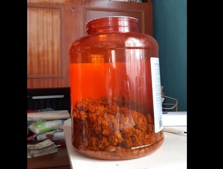 Намериха 500 грама трева в апартамента на бургазлия, крил канабиса в туба от протеин