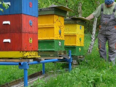 Пчеларите у нас пред фалит, ще останем ли без мед