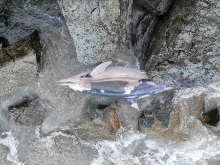 Отстраниха тялото на изплувал делфин край Поморие