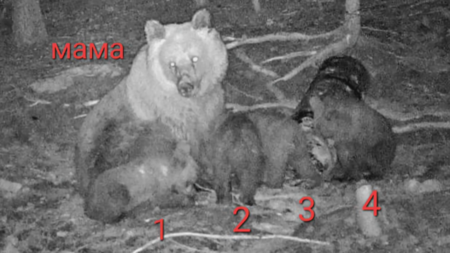 Рядък феномен: Заснеха кафява мечка, родила четири малки