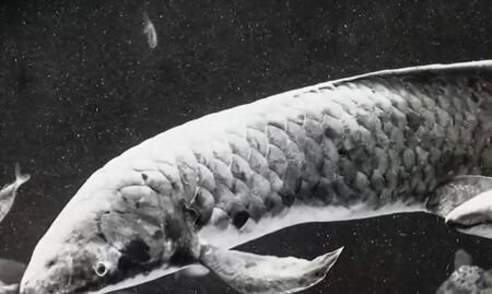 Това ли е най-старата риба, живееща в аквариум?