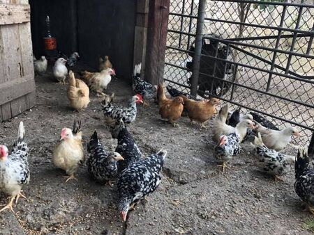 Умъртвяват близо половин милион кокошки край Велико Търново