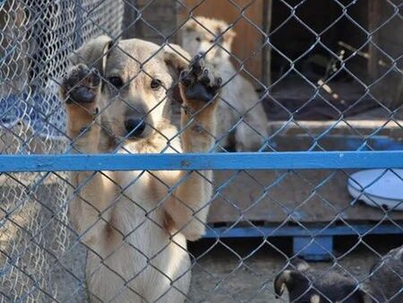 Ще изграждат нов приют за кучета в Бургас