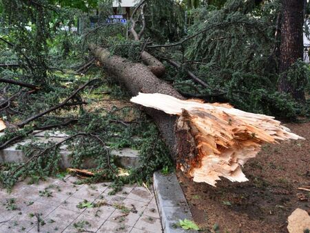 Мъж осъди Община Пловдив за над 30 хил. лв., след като дърво се стовари върху него и едва не го уби