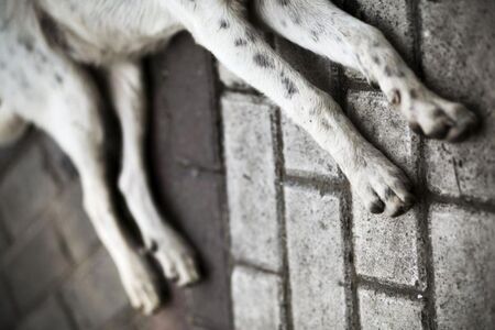 Полицията разследва отравяне на куче в Кърджали