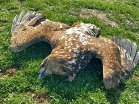 В Западна Странджа са отровени 14 животни, сред които и царски орел