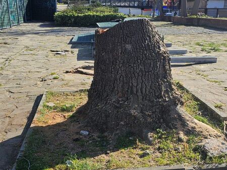 Созопол се разбунтува заради отрязано дърво в Стария град