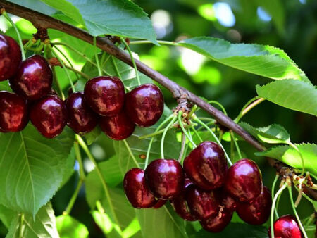 Заплаха за реколтата от череши, ще ядем ли български плодове