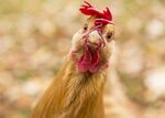 Учени: Кокошките се изчервяват в зависимост от емоциите си
