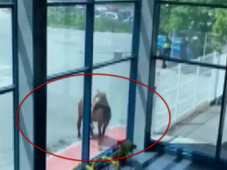 Невиждан екшън: Подивял кон се развилня в София, разби витрина на шоурум