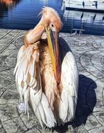 Розовото чудо на Черноморието