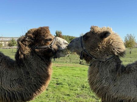 "Шоуто на Слави" отива в историята след 19 години на екран