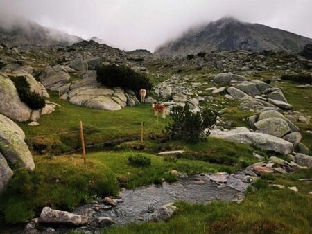 Извънредно! Петролен бос е застрелян в София