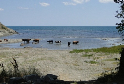 Крави се плацикат в Синеморец - плажът на тузарите