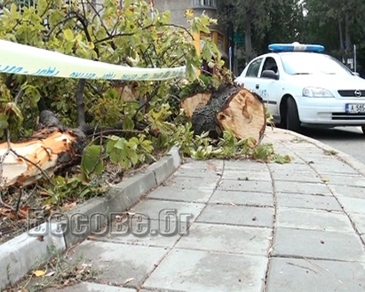 Ще жалеят ли сега псевдоеколозите на Бургас за дървото-убиец?