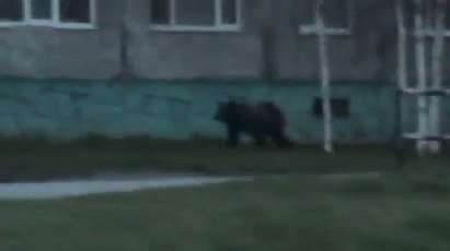 Полицаи гонят мечка по улиците на руски град (ВИДЕО)
