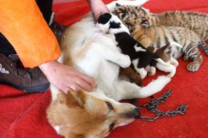 Куче “осинови” новородени тигърчета, кърми ги, за да не умрат от глад