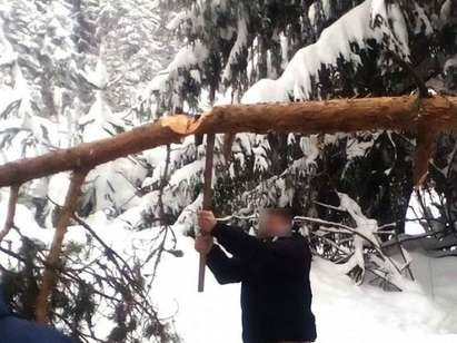 Дърво падна на метри от микробус, пълен с хора