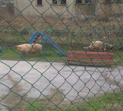 Прасета грухтят в двора на детската градина