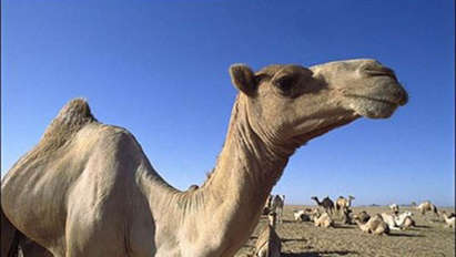 Мъж от Саудитска Арабия се развежда, защото съпругата му целунала камила