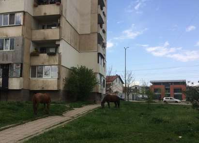 Коне пасат около жилищни блокове