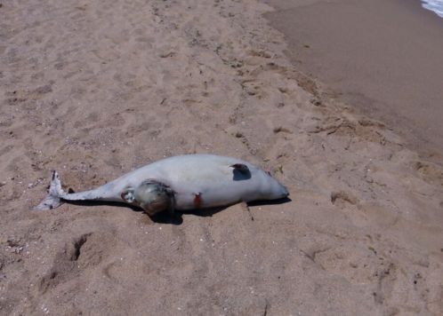 Морето изхвърли убито делфинче