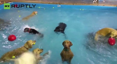 Куче, което не знае какво да прави в басейн, стана хит в интернет (Видео)