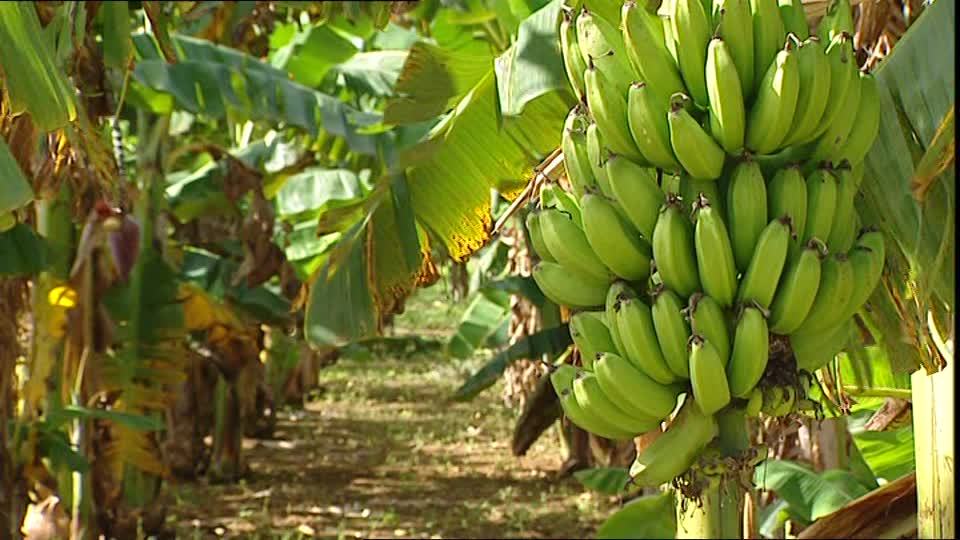След 30 г.: Децата ни ще гледат банани и маслини в Родопите