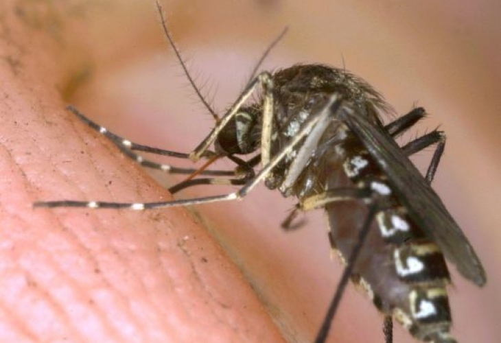 Край на комарите! Откриха таблетката, която ги убива