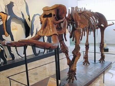 От огромен бозайник до джудже: Слонът, който загуби 8000 килограма