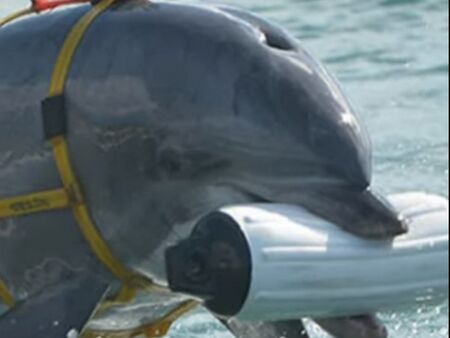 Взривеният Кримски мост се охранявал от делфини, съобщи Николай Русатев, бивш
