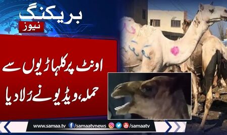 Пакистанско правосъдие: Мъж отряза десния крак на камила, защото влязла в нивите му, вкарват го в затвора за пет години