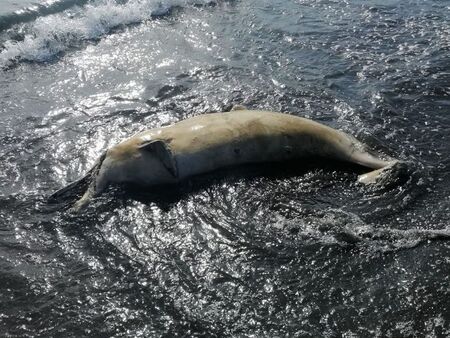 Шок за туристите в Атия! Морето изхвърли труп на делфин