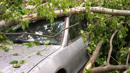 Дърво падна и смачка три автомобила в Пловдив