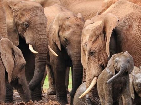 Слонове убиха испански турист в национален парк до Йоханесбург