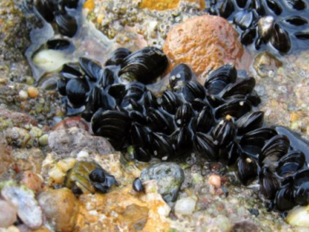 Рапани унищожават мидите в Черно море и застрашават чистотата на водите