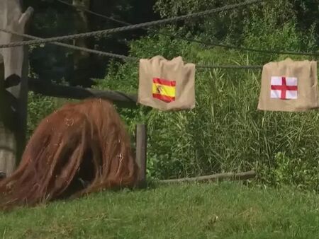 Орангутанът Валтер предсказа: Испания ще победи Англия на Европейското