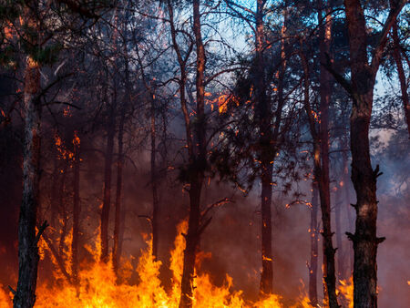 Пожар обхвана борова гора