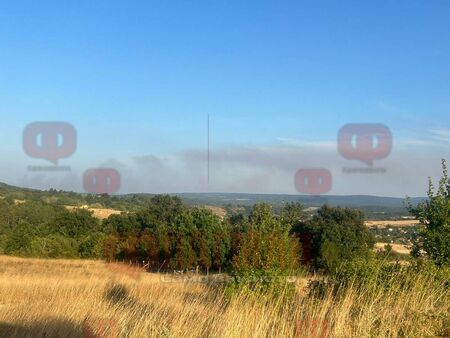 Сигнал до Флагман.бг от последните минути: Мигранти запалиха гората между Богданово и Тракийци